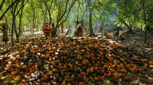 Brasil pretende importar más cacao desde Costa de Marfil