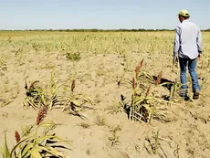 El drama de las plagas en el Litoral afecta cada vez más a la producción agropecuaria