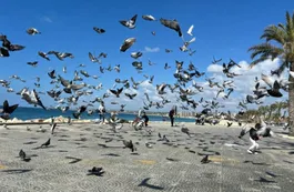 El estudio que revela 3.500 años de historia entre humanos y palomas
