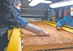 Crean un "supermercado virtual" para productores de economías regionales