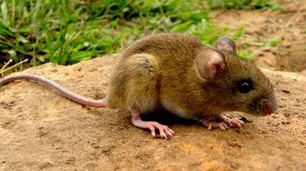 Hantavirus: una persona murió en Gualeguaychú y ya son 12 víctimas fatales