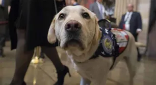 Sully, el perro del fallecido George Bush, tiene un nuevo trabajo en la Marina