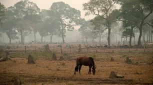 Deforestación del Amazona: una de las causas de la bajante de aguas del Paraná