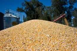La suspensión de exportaciones de maíz generaría pérdidas por US$ 810 millones