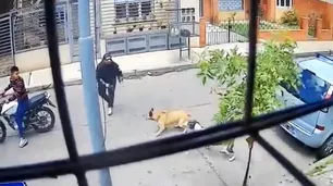 José León Suárez: motochorros quisieron asaltar a un hombre pero dos perras del barrio lo evitaron