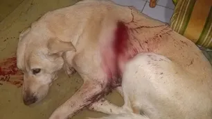 Conmoción en Tandil por la aparición de perros apuñalados en plena calle