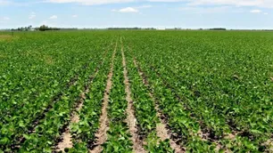 Microbiología ambiental, pieza clave para nuestro desarrollo biotecnológico