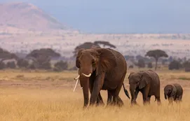 "Embestido y pisoteado": un turista murió atacado por un elefante mientras intentaba poner a salvo a sus nietos