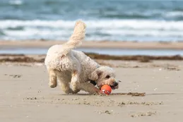 Vacaciones con tu perro: las mejores playas pet friendly de Argentina