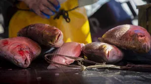 El Gobierno prohibió la venta de pescados de río por la bajante del Paraná