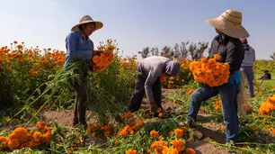 Nueva ley de inmigración: "La comunidad indocumentada es la columna vertebral de la agricultura en Estados Unidos"