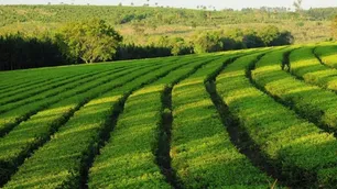 Agro: Misiones facilita la exención de Ingresos Brutos para productores primarios