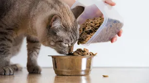 Alertan por un posible desabastecimiento de alimento balanceado para mascotas