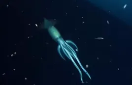 Un equipo de científicos encontró un calamar "mas grande que un humano" en el mar Rojo
