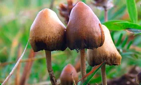 Nueva Zelanda aprobó el uso de "hongos mágicos" para tratar la depresión
