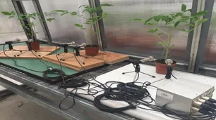 Un nuevo estudio científico detectó que las plantas "gritan" cuando son agredidas o sufren estrés