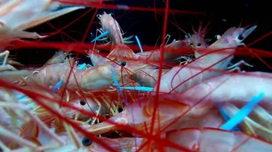 La administración del langostino en crisis