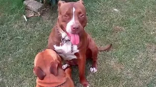 No sacrificarán a los dos Pitbull que atacaron al ladrón en Los Polvorines