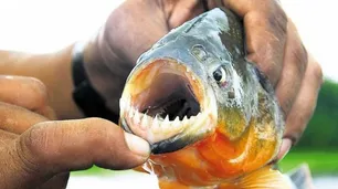 Más de 30 heridos por ataque de palometas en Santa Fe: una adolescente perdió un dedo
