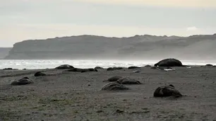 Gripe aviar: más de 200 crías de elefantes marinos murieron en Puerto Madryn