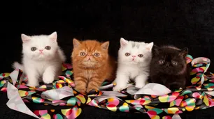 Siete gatos heredaron una gran fortuna de su dueña y ahora muchos quieren adoptarlos
