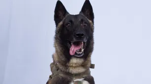 El perro que se transformó en el inesperado héroe al acorralar al líder del ISIS Al Baghdadi