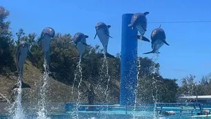Mar del Plata: cierra el aquarium tras 32 años ¿Qué pasará con los animales?