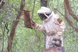 La historia de un apicultor que se dedica a la conservación de naturaleza en El Impenetrable