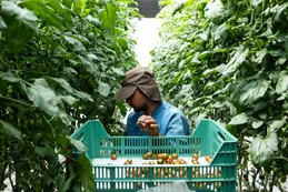 EE.UU. y México estarían reduciendo sus diferencias en bienes agrícolas