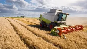 Cosecha récord de trigo sin efecto: “De nada sirve sacar 5, 6, 7, 8 mil kilos, si después el número final no cierra”