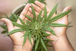 Alemania le dice sí al cannabis: legalizará la compra de hasta 30 gramos