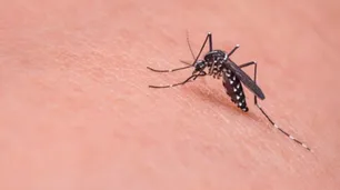 La disminución de casos de dengue se consolida