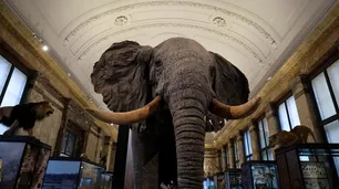 Bélgica devolverá a Congo las obras de arte que se llevó durante la época colonial