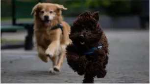 Titán y Brownie: el primer equipo de perros de asistencia judicial del país