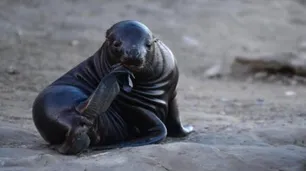 Por la gripe aviar, cierran playas en Mar del Plata y la Patagonia