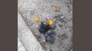 Paquete sospechoso en la casa del juez Gorini | No era una bomba, era una bolsa con mandarinas