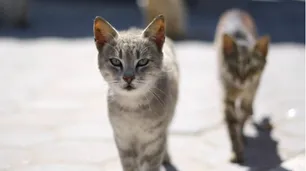 Una mujer de 33 años murió por rabia tras ser mordida por un gato
