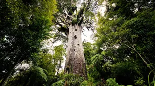 La Antártida fue un tupido y extenso bosque verde