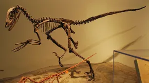 Dinosaurios en venta: el auge de las subastas de fósiles prehistóricos