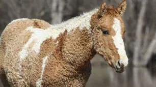 El caballo con rulos, único en Sudamérica, llegó a La Rural