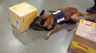 Amargo Día del Padre para un narco argentino, y para su 'amigo postal' en Nueva Zelanda