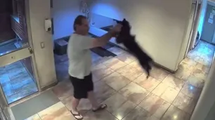 Agarró a un perro del cuello y lo revoleó contra el piso en Palermo: quedó detenido