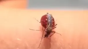 Afirman que la invasión de mosquitos no trae riesgos de dengue y otras enfermedades