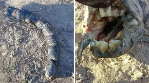 Hallan en Santa Fe un extraño pez con dentadura parecida a la de los humanos