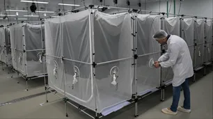 Brasil apuesta a la liberación masiva de insectos infectados con la bacteria Wolbachia para contener la epidemia de dengue