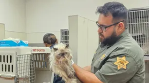 Encuentran 100 gatos hacinados en una camioneta sin comida ni agua