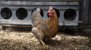 Murió el primer paciente enfermo con gripe aviar en EEUU: había contraído el virus al exponerse a aves de corral