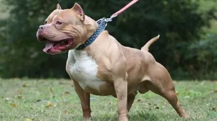 Entró a robar a una casa, fue atacado por dos pitbull y le amputaron una pierna