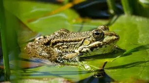 Cuando no se entiende el "no": ranas fingen su muerte para evitar a machos acosadores