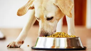 Por las restricciones del Banco Central, en 30 días podría no haber alimentos para las mascotas